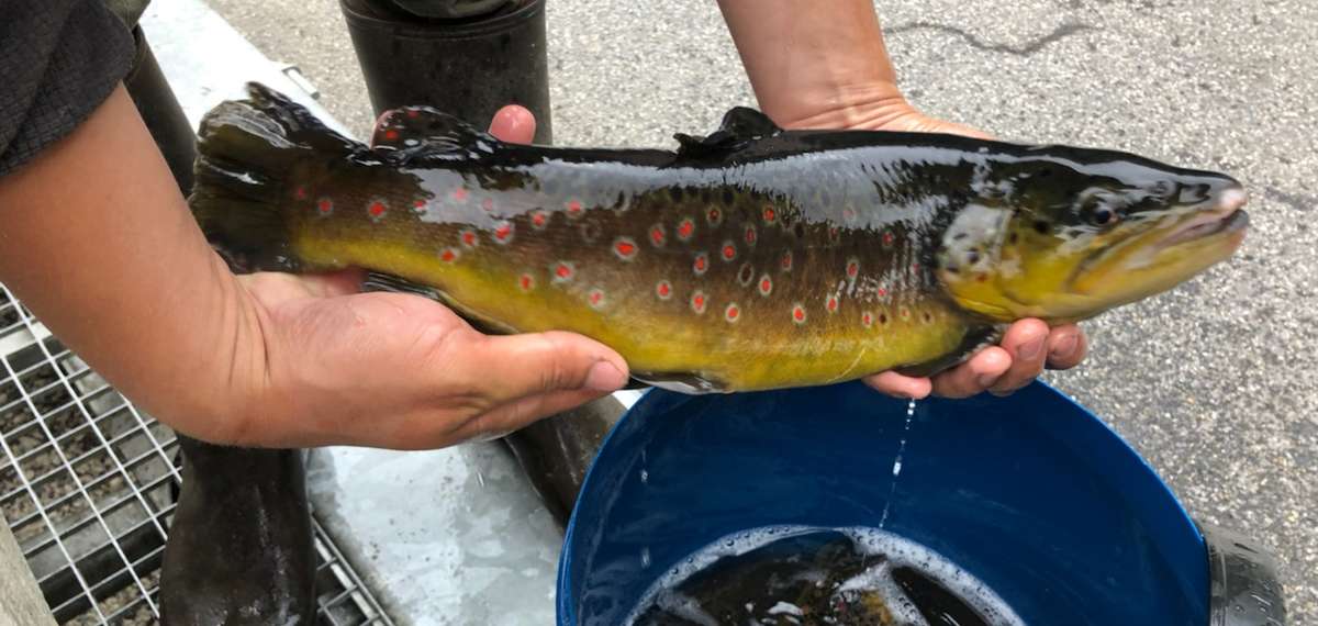 peche AAPPMA la truite argentée nice lac du Broc carnassier 2e categorie piscicole Var Alpes maritimes 06 truite benevole