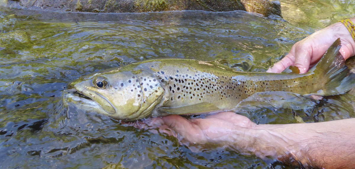 Pêche bevera Alpes maritimes 06 federation truite