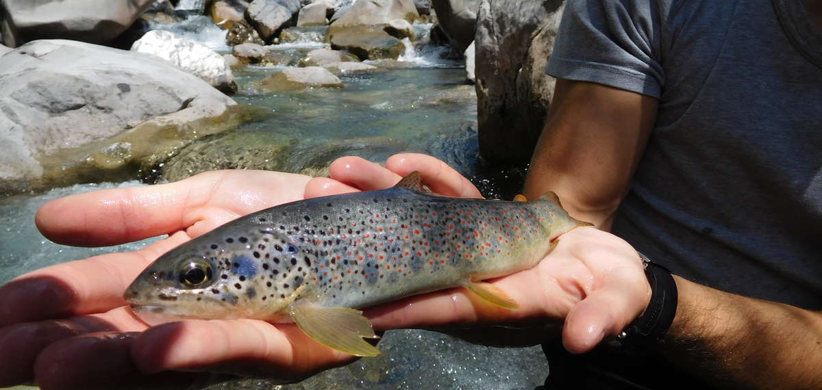 Pêche var rivière fleuve Alpes maritimes 06 federation truite