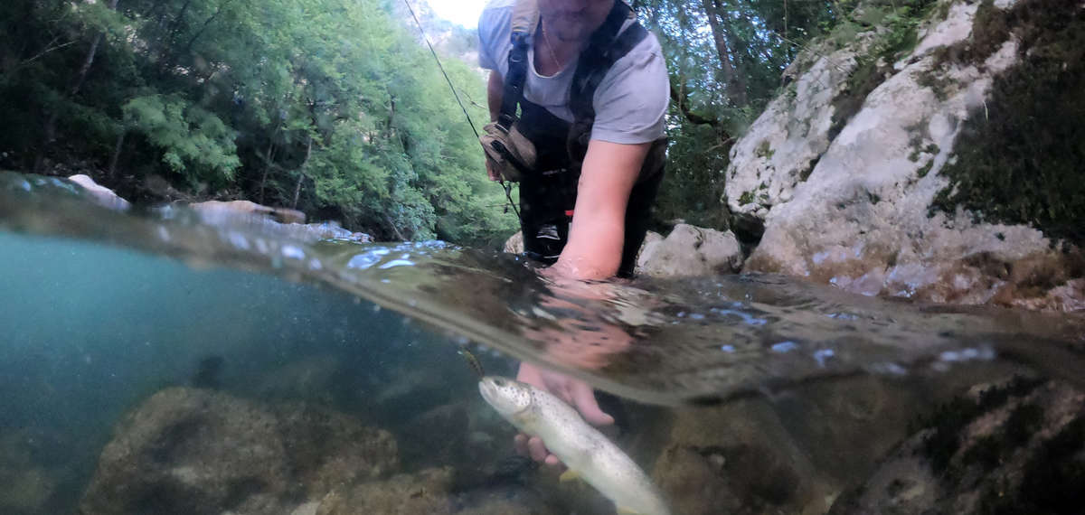 Pêche Loup Alpes maritimes 06 federation truite