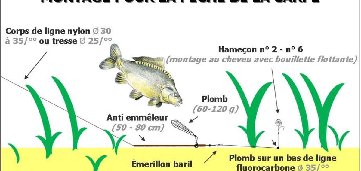 CARPE au PLOMB et au MAÏS 