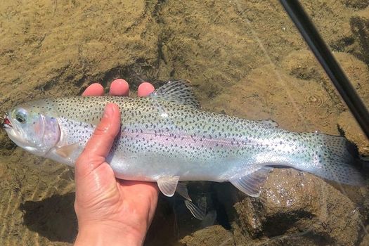 Lâchers de truites arc-en-ciel dans le lac du Broc