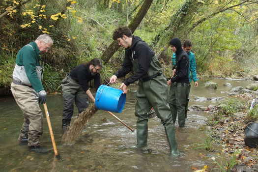 Restauration des frayères sur la Haute Cagne