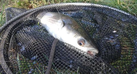 Pêche des poissons d'eau saumâtre à l'embouchure du Loup à Cagnes sur mer