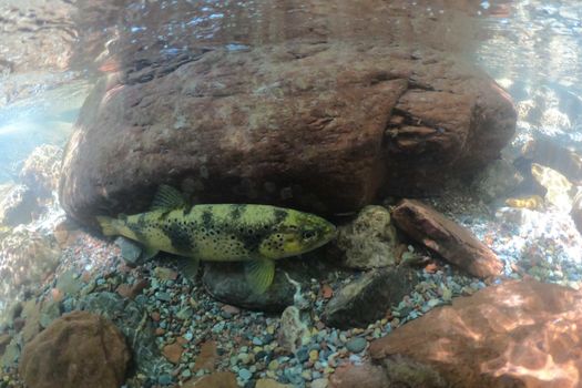 Prolongation de la pêche en 1e catergorie