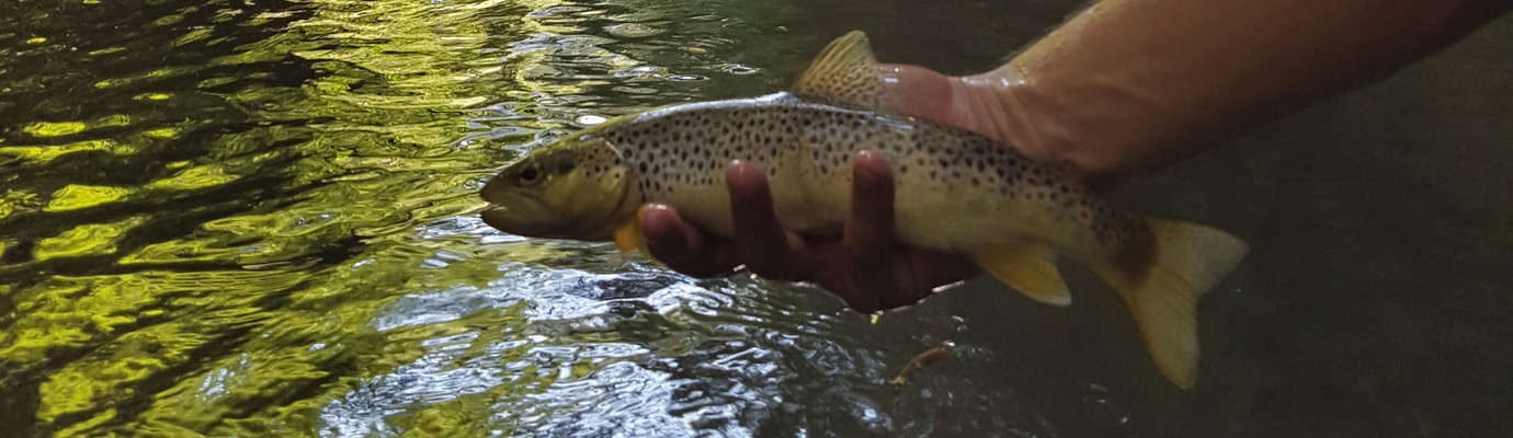 la pêche à la cuiller - Fédération de pêche des Alpes-Maritimes