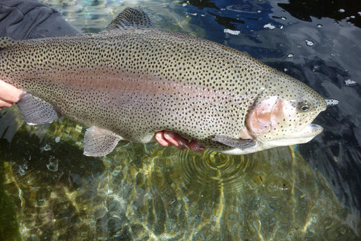(Re)découvrez le lac de Thorenc !