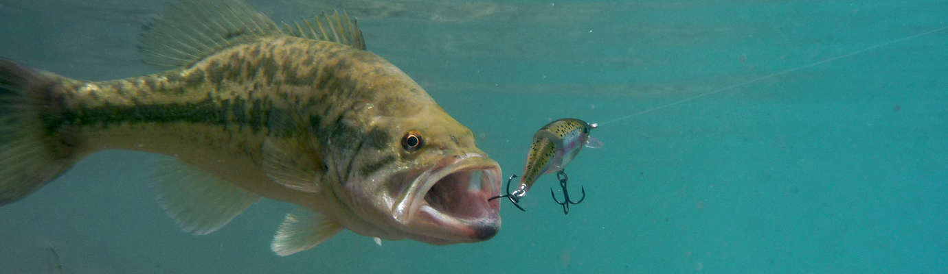 Comment choisir le bon poissons nageur pour la pêche ?